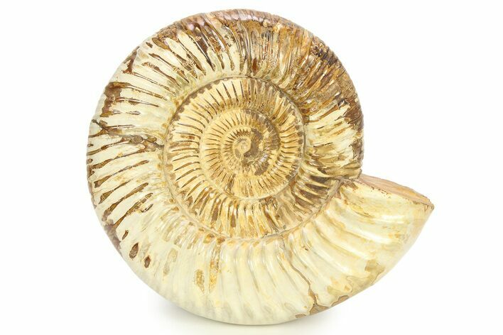 Polished Jurassic Ammonite (Kranosphinctes?) - Madagascar #290774